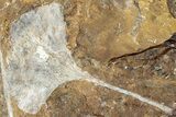 Two Fossil Ginkgo Leaves From North Dakota - Paleocene #232009-1